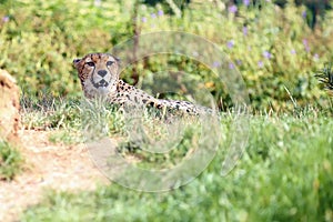 The Northeast African cheetah Acinonyx jubatus soemmeringii lying in thick grass.Cheetah in the green
