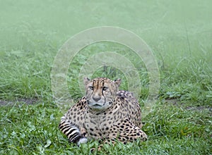 Northeast African cheetah Acinonyx jubatus soemmeringii lying in thick grass.Cheetah in the green