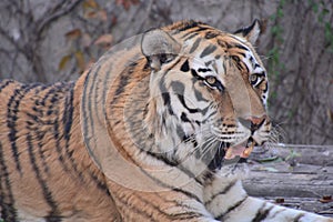 Northeast China tiger