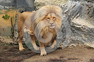 Northeast Congo lion photo