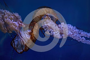 Northeast pacific sea nettle chrysaora fuscescens toxic jellyfish