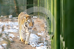 Northeast tiger in iron cage photo