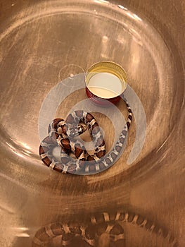 Northeastern Milk Snake