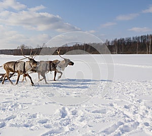 Northen deers running on snow field