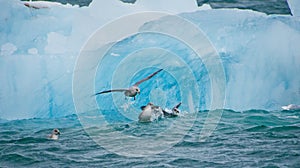 Northen Fulmar, Nordvest-Spitsbergen National Park, Norway