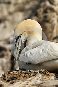 Northen gannet sitting on its nest