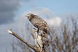 Northen Goshawk