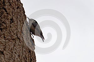 Northen Mockingbird perching at Green-wood Cemetery Brooklyn NY