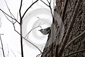 Northen Mockingbird perching at Green-wood Cemetery Brooklyn NY