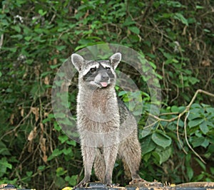 Northen Raccoon photo