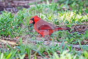 Norther Cardinal