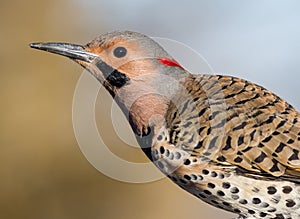 Norther Flicker closeup looking left with natural green earthy tones