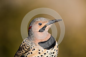 Norther Flicker closeup looking right with natural green earthy tones