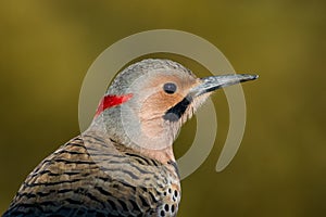 Norther Flicker closeup looking right with natural green earthy tones