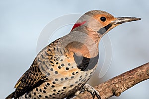 Norther Flicker closeup looking right with natural green earthy tones photo