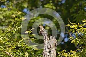 The norther flicker on a tree