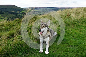 Norther Inuit, the North York Moors, North Yorkshire, England