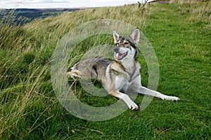 Norther Inuit, the North York Moors, North Yorkshire, England