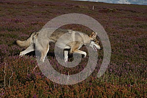 Norther Inuit, the North York Moors, North Yorkshire, England