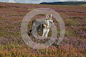 Norther Inuit, the North York Moors, North Yorkshire, England