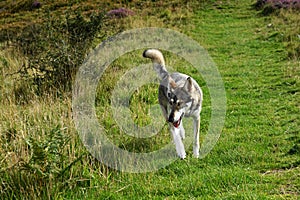 Norther Inuit, the North York Moors, North Yorkshire, England