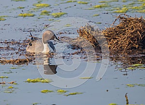 A Norther Pintail in lake