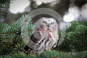 A Norther Saw Whet Owl in a spruce tree