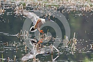 Norther shoveler prepares for water landing