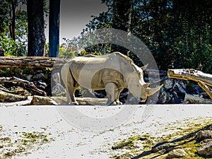 Norther White Rhine with a large horn, Auckland Zoo, Auckland, New Zealand