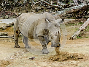 Norther White Rhino, Auckland Zoo, Auckland New Zealand