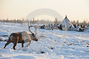 Northern aboriginals. Russia. Yamal. Nadym. photo