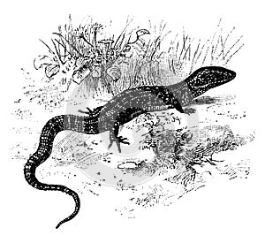 Northern Alligator Lizard, vintage illustration