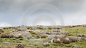 Northern Andean paramo is an ecoregion containing paramo vegetatation photo