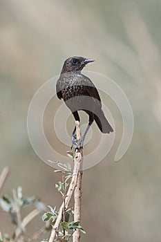 Northern anteater-chat Myrmecocichla aethiops