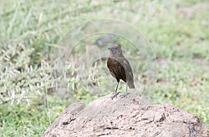 Northern Anteater-Chat & x28;Myrmecocichla aethiops& x29; on Rocky Habitat