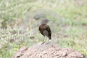 Northern Anteater-Chat & x28;Myrmecocichla aethiops& x29; on Rocky Habitat