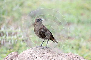 Northern Anteater-Chat & x28;Myrmecocichla aethiops& x29; on Rocky Habitat