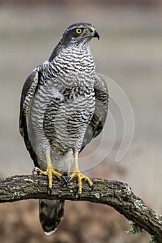 Northern Azor Accipiter gentilis, perched on a log on a uniform blurred background photo