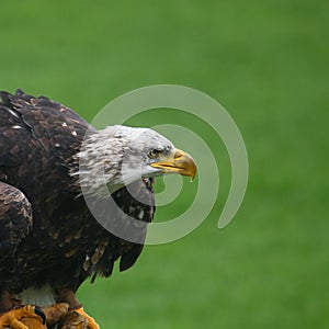 Northern bald eagle