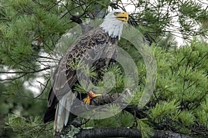 Northern Bald Eagle in green pine