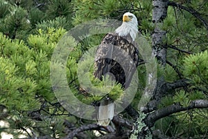 Northern Bald Eagle in green pine