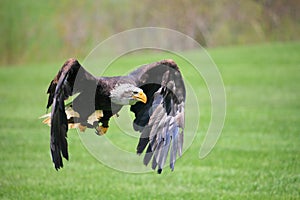 northern bald eagle