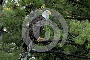 Northern Bald Eagle in green pine