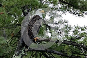 Northern Bald Eagle in green pine