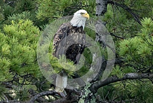Northern Bald Eagle in Pine