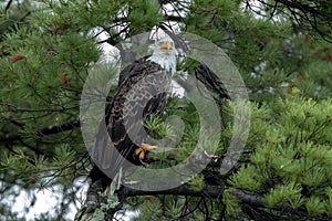 Northern Bald Eagle in green pine