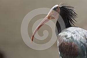 Northern Bald Ibis