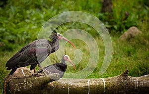 Northern Bald Ibis Geronticus eremita