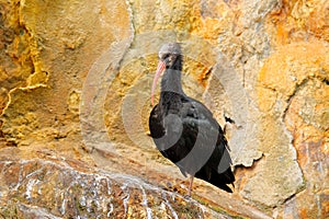 Northern Bald Ibis Geronticus eremita, exotic bird in the nature habitat, bird in rock, sitting on the stone Marocco. Rare bird in