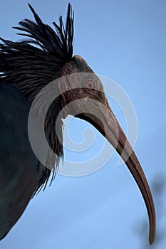 Northern Bald Ibis, Hermit Ibis, or Waldrapp.